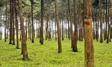 Isimba Green Carpet