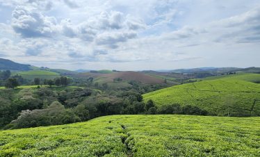 The Beautiful Hills of Muramvya (Tea Plantation)