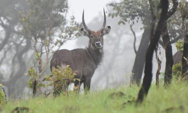 RUVUBU National Park