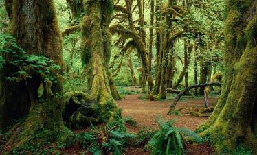 KIGWENA National Park